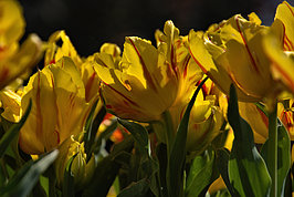 Bernhard Saalfeld - Tulpenpracht (8v9)